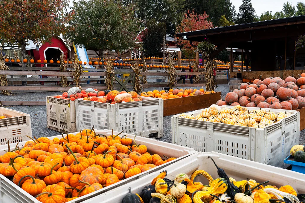 Maan Farms Abbotsford Fall Experience: Pumpkin Patch and more