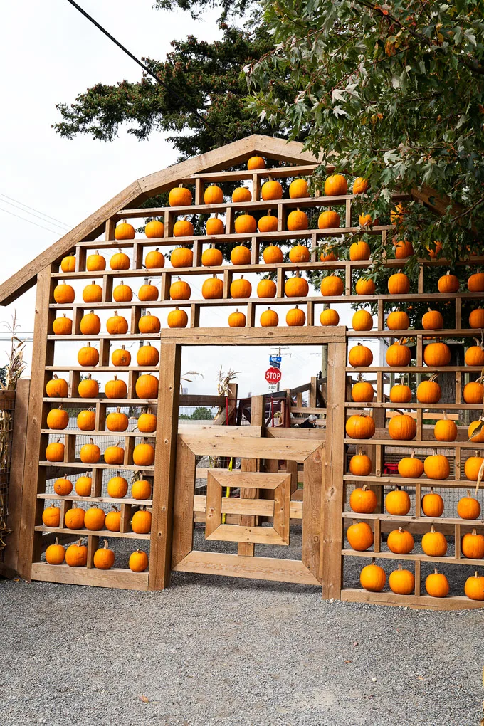 Maan Farms Abbotsford Fall Experience: Pumpkin Patch and more