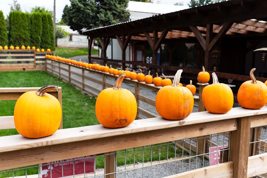 Maan Farms Abbotsford Fall Experience: Pumpkin Patch and more