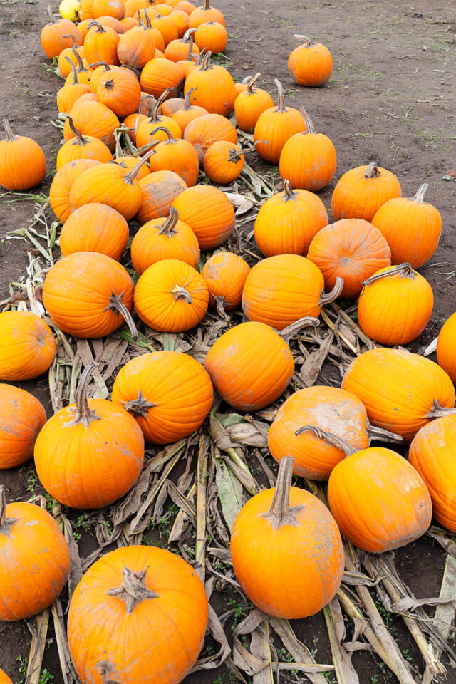 Maan Farms Abbotsford Fall Experience Pumpkin Patch and more