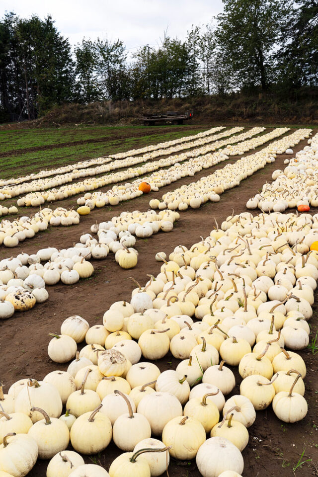 Maan Farms Abbotsford Fall Experience Pumpkin Patch and more