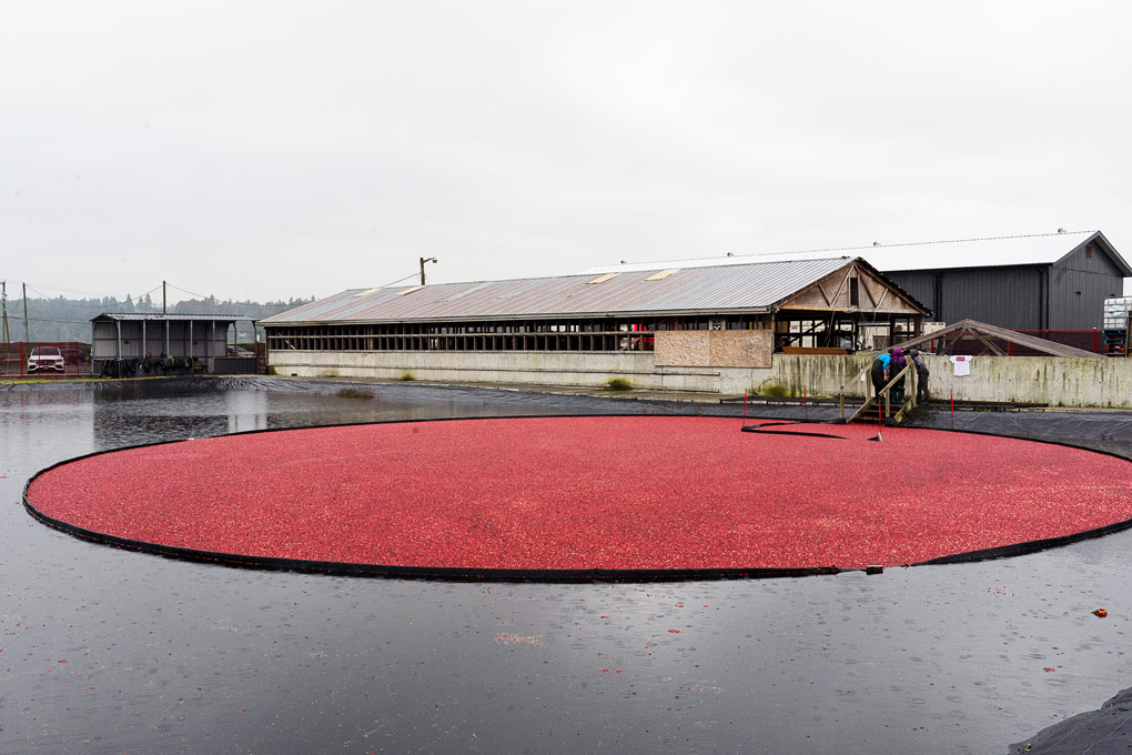 The Bog at Riverside Cranberry Farm in Langley: Tour Review