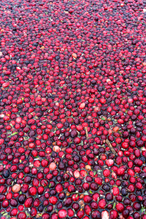 Riverside Cranberry Farm in Langley BC: The Bog Farm Tour Review