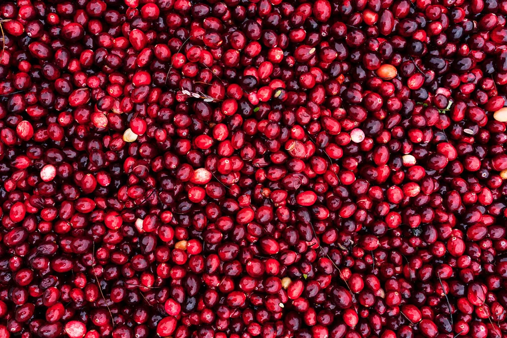 The Bog at Riverside Cranberry Farm in Langley: Tour Review