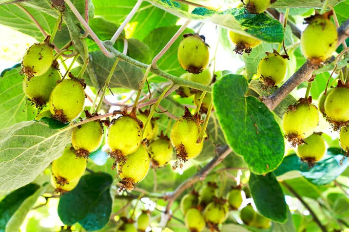 Greek Kiwis: where & how they are produced, appearance, taste