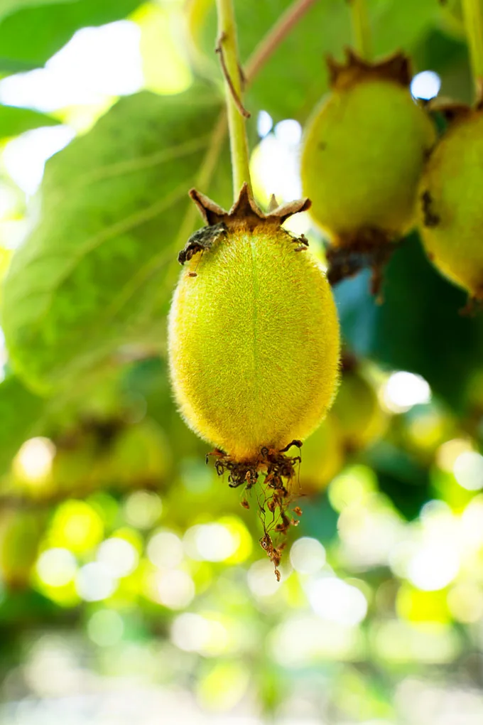 Greek Kiwis: where & how they are produced, appearance, taste