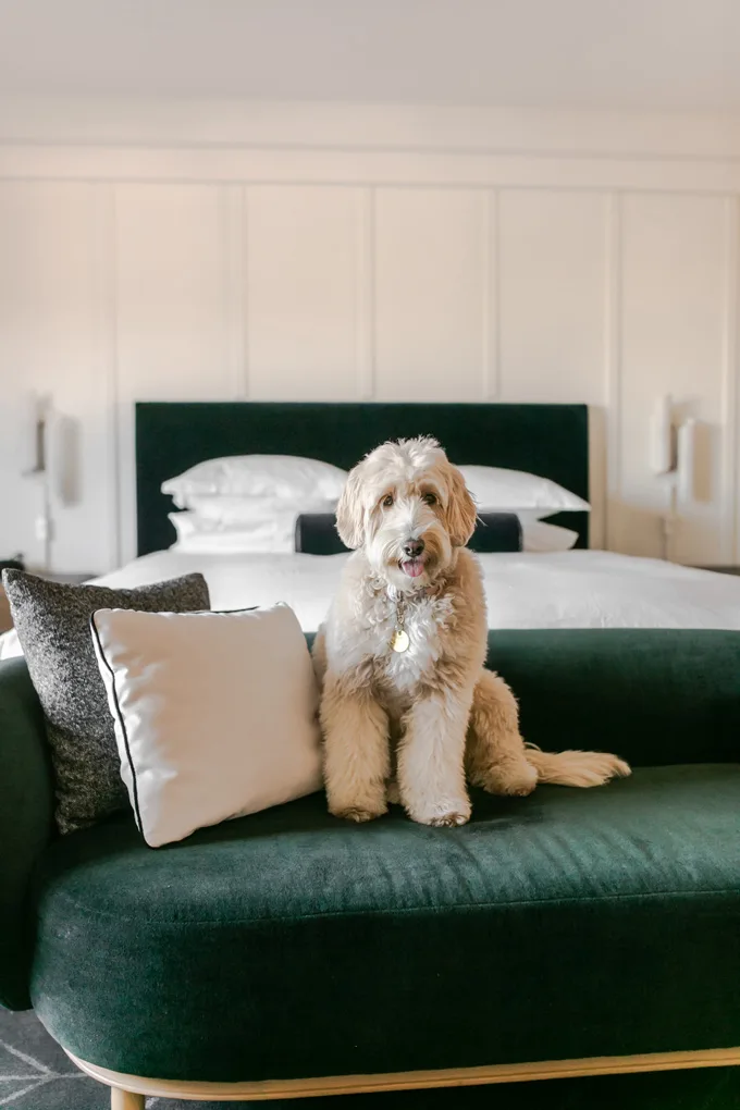 Pet Friendly Hotels San Francisco