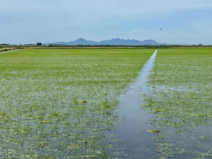 Lundberg Becomes the First U.S. Grown Rice Brand to Launch Regenerative Organic Certified Rice