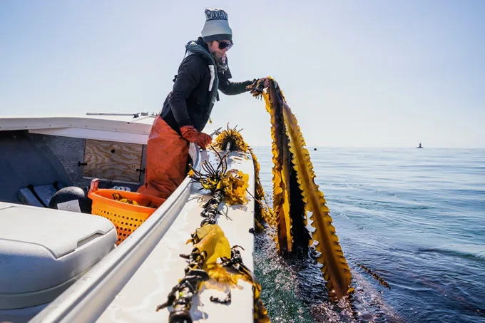 A Season of Seaweed in Mystic