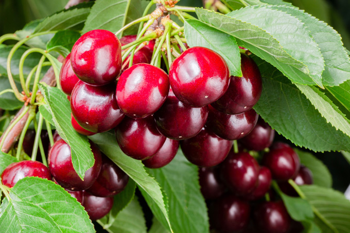 The BC Cherry Association Launches Canadian Cherry Month