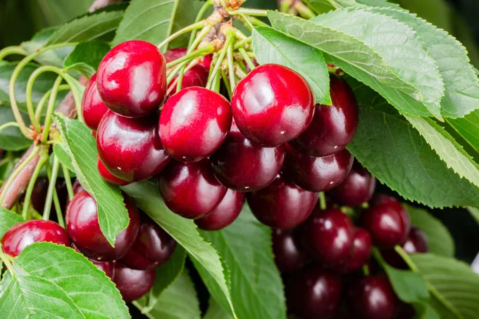The BC Cherry Association Launches the Inaugural Canadian Cherry Month this Summer, Celebrating Delicious Canadian Cherries and Supporting Local Farmers