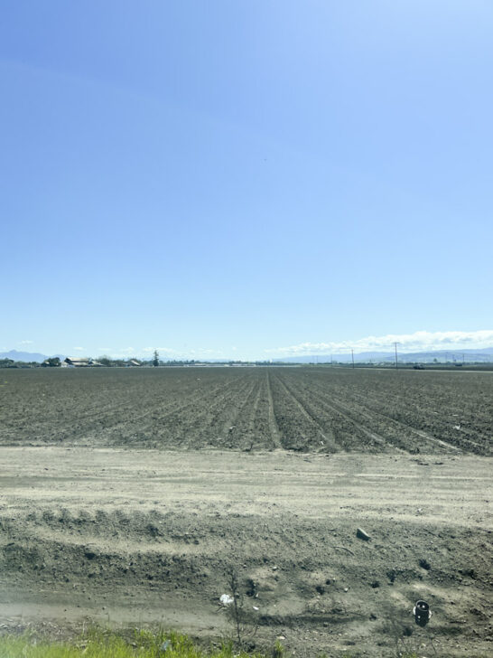 Trying Garlic Ice Cream in Gilroy CA Garlic Capital of the World
