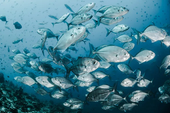 Relais & Chateaux Is Taking Action To Serve Sustainably Caught Fish, Crustaceans, And Mollusks "Seasonality" For World Oceans Day