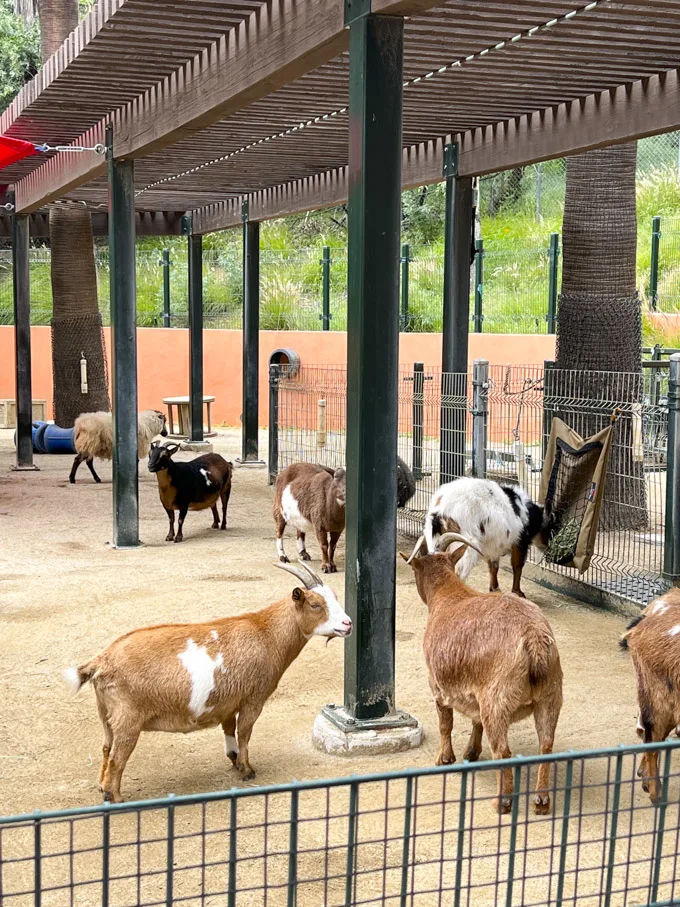 L.A. Zoo Visit Highlights + How to Save Money on Admission