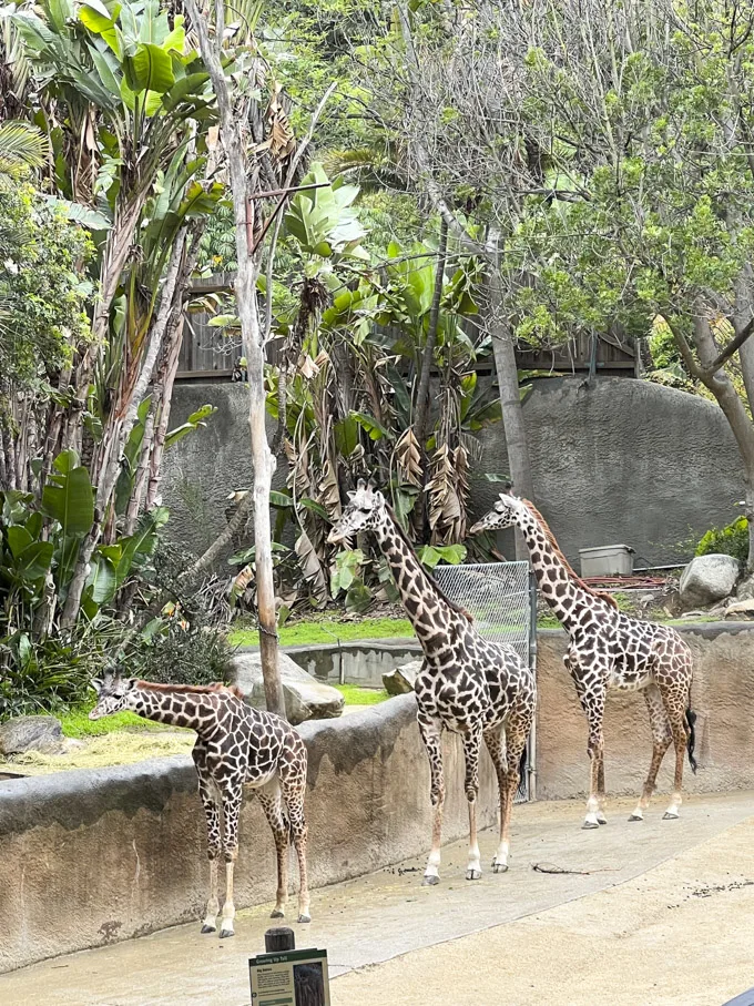 L.A. Zoo Visit Highlights + How to Save Money on Admission