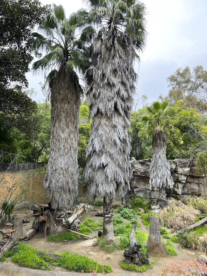 L.A. Zoo Visit Highlights + How to Save Money on Admission
