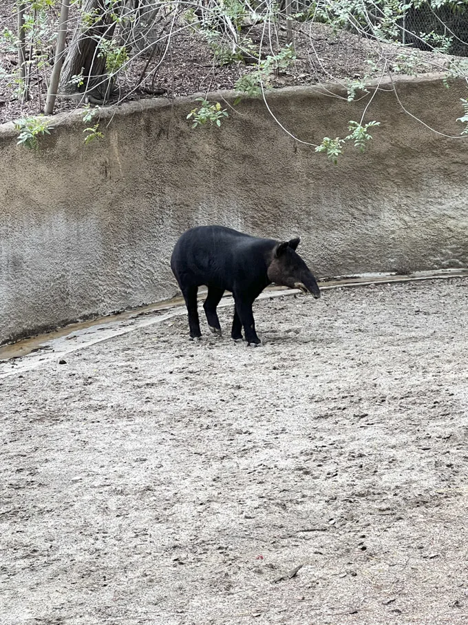 L.A. Zoo Visit Highlights + How to Save Money on Admission