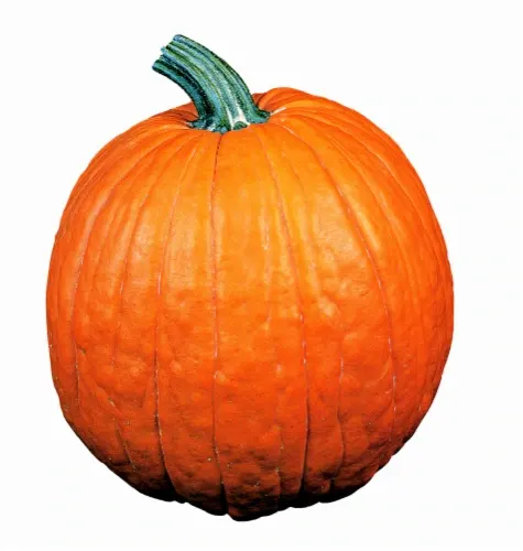 Kroger's Halloween Store Is The One-Stop Shop For A Frighteningly Fresh Holiday