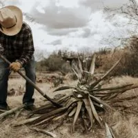 This April 18-21 Tucson's Agave Heritage Festival Celebrates Agave's Traditions And Future