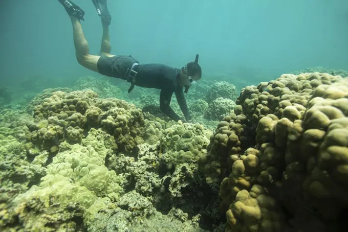 Fairmont Orchid to support ʻĀkoʻakoʻa Reef Restoration Program