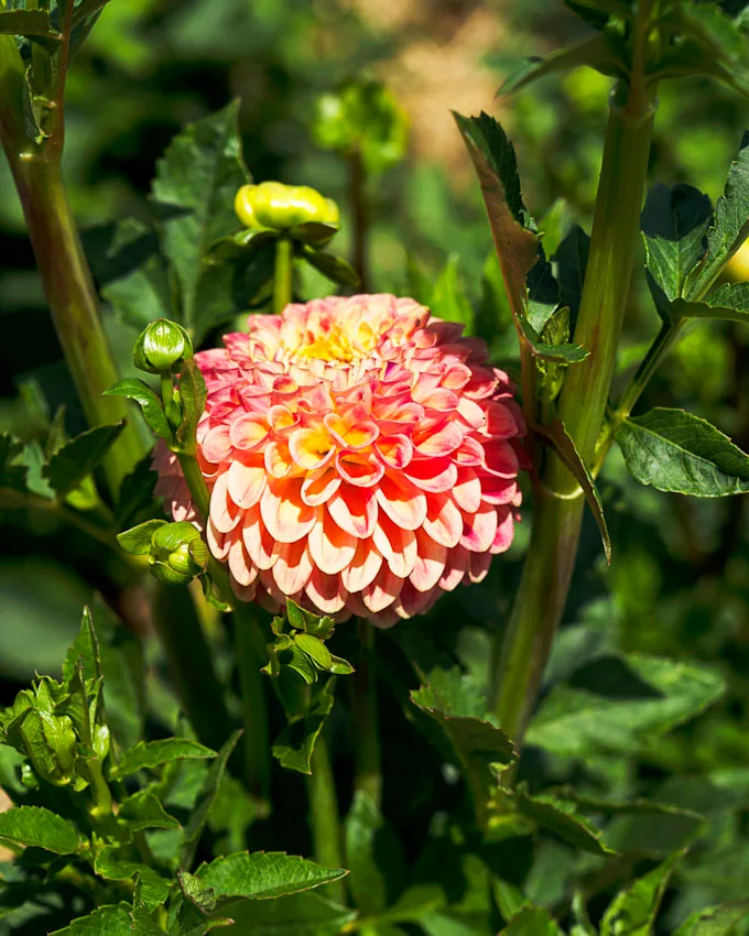 Fronterra Farm - Regenerative Botanical Retreat in Prince Edward County